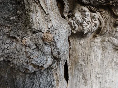 Knotted tree bark with shallow depth of field Stock Photos