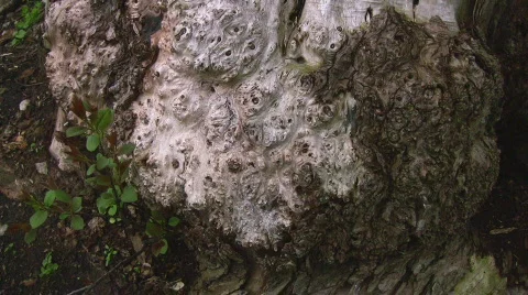 Knotted tree trunk closeup Stock Footage 400448