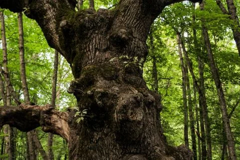 Knotted tree trunk. Foto stock