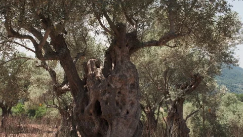 Knotted trunk of an ancient olive tree standing within a sunlit grove in rural Stock Footage 337589939