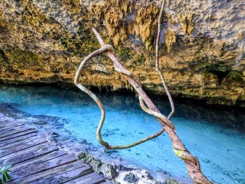 Knotted Vine on Boardwalk with Turquoise Cenote Water, near Tulum Mexico Stock Photos