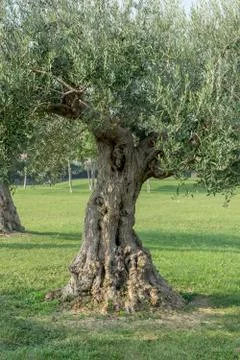 Knotty olive tree Stock Photos