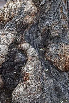 Knotty Trunk 1 Stock Photos