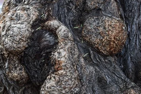 Knotty Trunk 2 Stock Photos