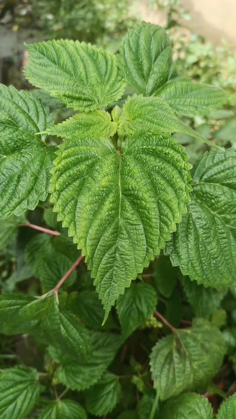 Know the Benefits of Nettle Leaves Stock Footage 239806129