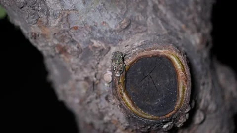 Knowing that perched on tree trunks at night Stock Footage 205106752