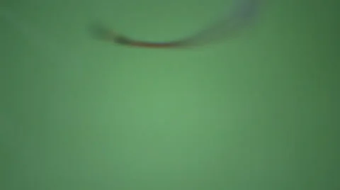 Knowledge of unknown. How spider holds with legs for delicate spider web. Macro Stock Footage 56439106
