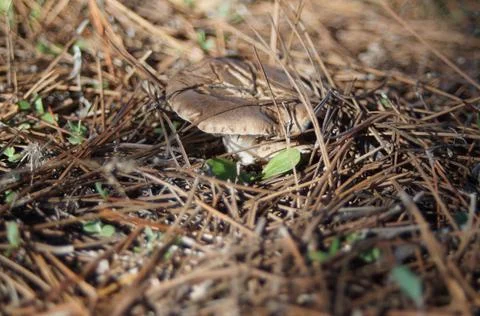 Known as oyster mushroom Stock Photos