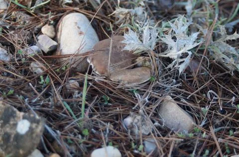 Known as oyster mushroom Stock Photos