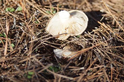 Known as thistle mushroom seen from the spores freshly emerged in the natural Stock Photos