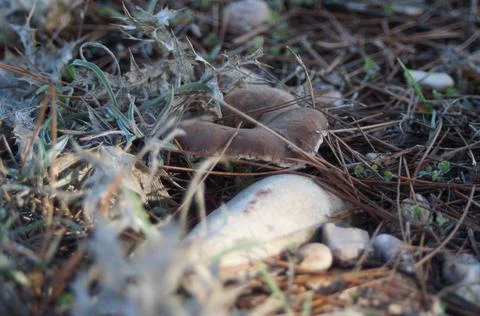 Known as thistle mushroom seen from the spores freshly emerged in the natural Stock Photos