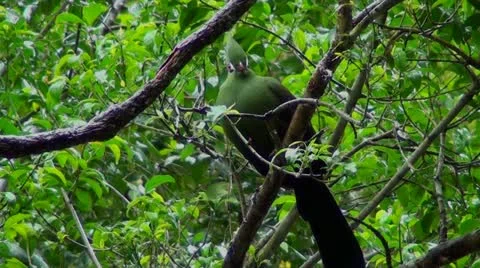 Knysna lourie in a tree Stock Footage