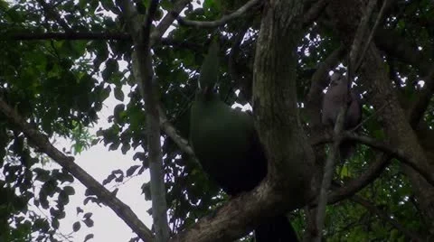 Knysna lourie in a tree Stock Footage 12143662