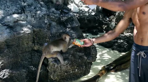 KO PHI PHI, THAILAND: Man feeding two cute hungry monkey baby. Stock Footage 61210899