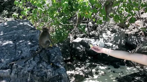 KO PHI PHI, THAILAND: A man feeding a cute hungry monkey baby. Stock Footage 61210924