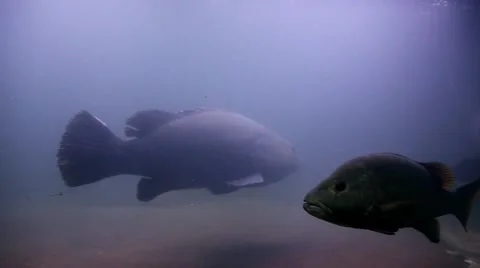 KO SAMUI, THAILAND: Different type of old fishes swimming together Stock Footage 61210884