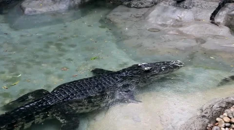 KO SAMUI, THAILAND: A large group of wild crocodiles living together Stock Footage 61210870