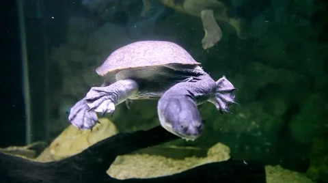 KO SAMUI, THAILAND: Turtle with a very long head swimming in aquarium Stock Footage 61211019