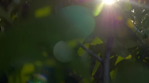Koa tree blowing in the wind at sunset boom down Video stock 122649265