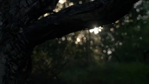 Koa tree silhouette at sunset boom up Video stock 122658207