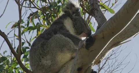 Koala Among Eucalyptus Tree  Stock Footage 316742039