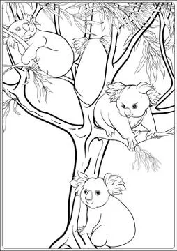 Koala and eucalyptus. Coloring page for the adult coloring book Stock Illustration