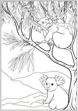 Koala and eucalyptus. Coloring page for the adult coloring book Stock Illustration