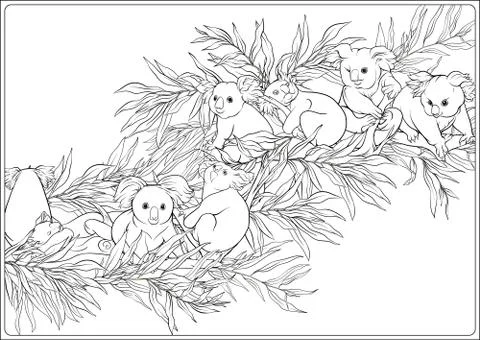 Koala and eucalyptus. Coloring page for the adult coloring book Stock Illustration