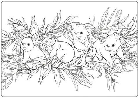 Koala and eucalyptus. Coloring page for the adult coloring book Stock Illustration