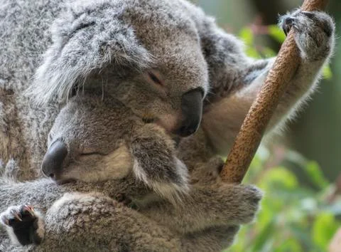 Koala and her joey Stock Photos