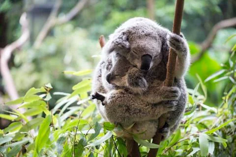 Koala and her joey Stock Photos