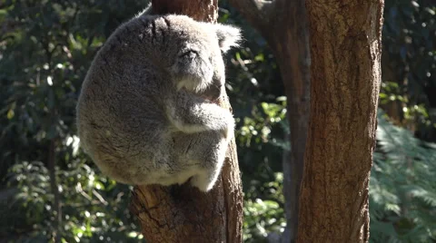 Koala asleep in a eucalipis tree Stock Footage 52578909