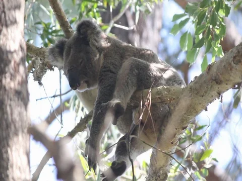 KOALA asleep 스톡 동영상 100051672