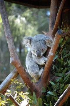 Koala asleep in a tree Stock Photos