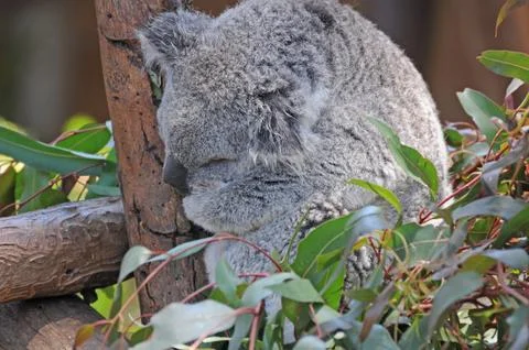 Koala asleep in the trees Stockfoto's