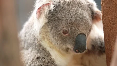 Koala in Australia Stock Footage 327676567