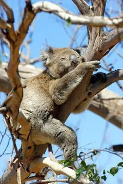 Koala, Australia Stock Photos