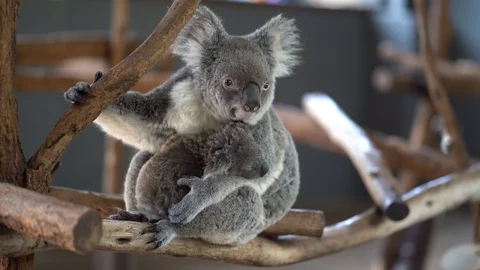 Koala with Baby Stock Footage