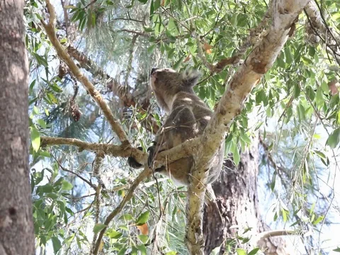KOALA BARKING Stock Footage 100049711