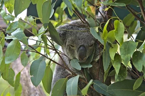 Koala bear in Australia on a tree Stock Photos