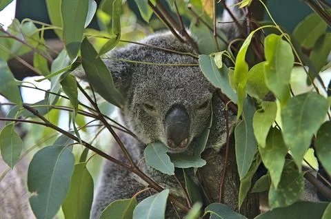 Koala bear in Australia on a tree Stock Photos