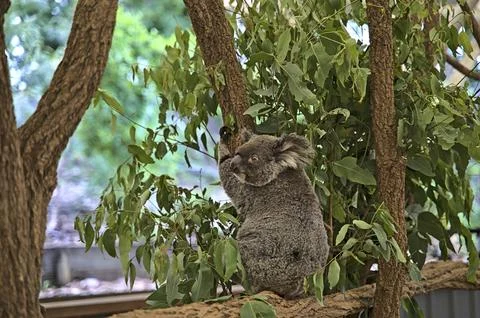 Koala bear in Australia on a tree 库存照片