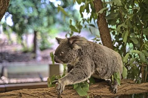 Koala bear in Australia on a tree Stock-Fotos