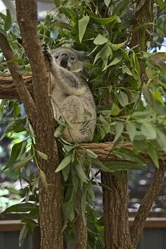 Koala bear in Australia on a tree Stock Photos