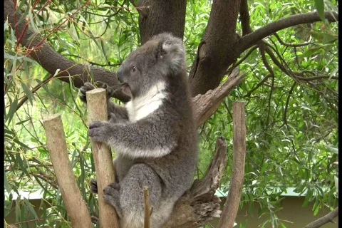 Koala Bear Baby Eats Vídeos de archivo 548915