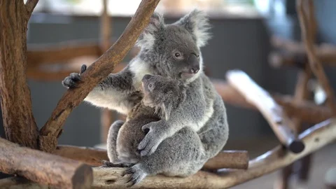 Koala Bear with Baby Stock Footage