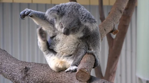 Koala Bear Big Scratch In Tree Stock Footage 101616621
