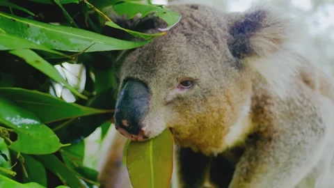 Koala bear chewing on fresh green eucalyptus leaf in lush outdoor environment Stock Footage 345482702