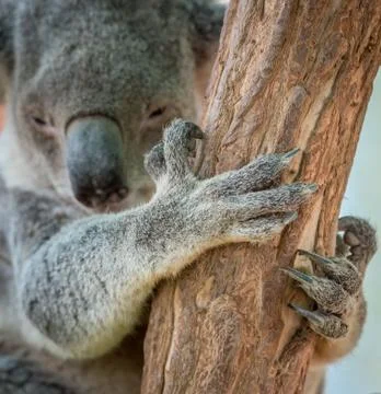 Koala Bear Claw on Tree Stock Photos