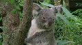 Koala Bear Climbing 02 HD Footage